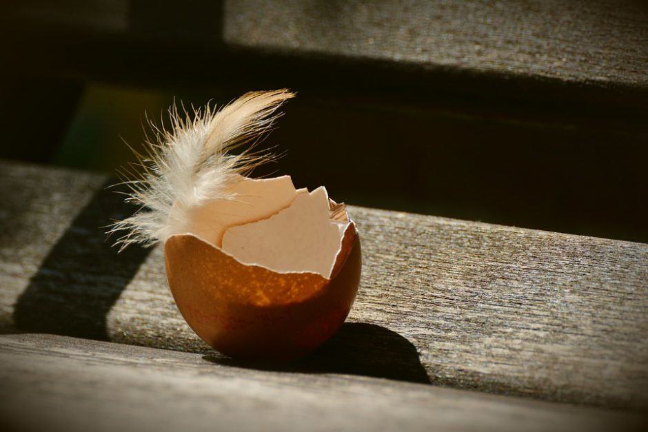 cockatiel hatching