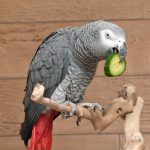 african grey parrot facts