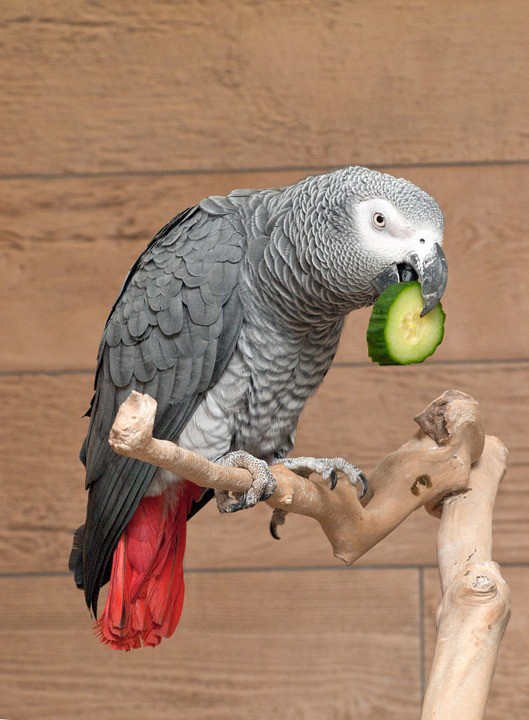 african grey parrot facts