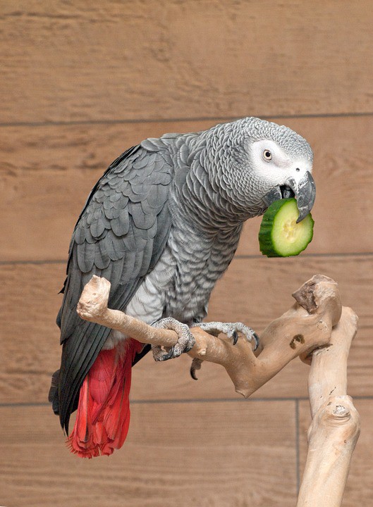 African grey 2024 and cockatiel