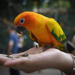 pet bird care