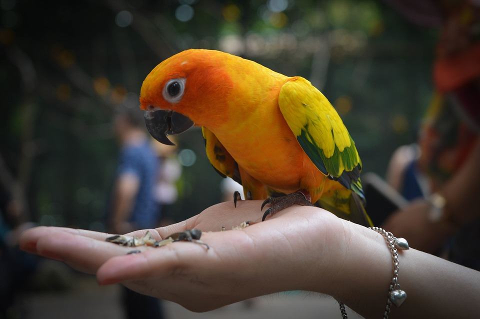pet bird care