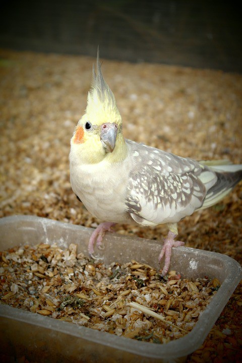 cockatiel treats