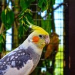 cute cockatiel names