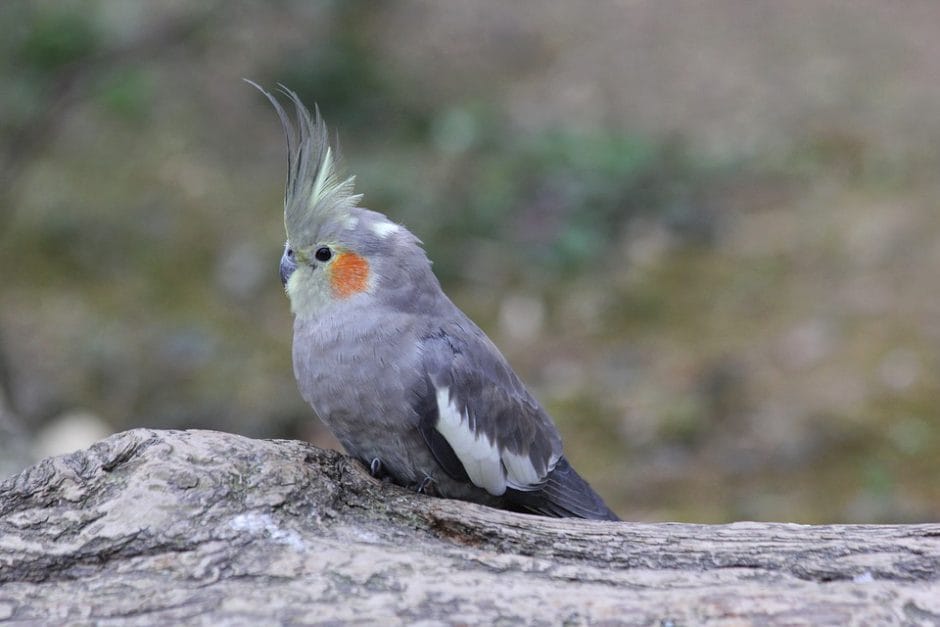 wild cockatiels australia