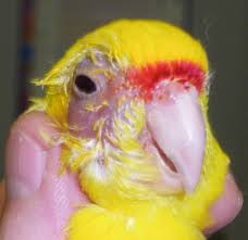 parrot illnesses