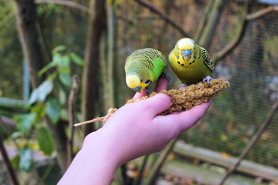 how to hand feed a bird