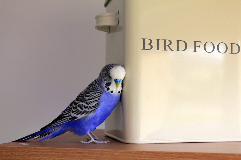 all about pet birds