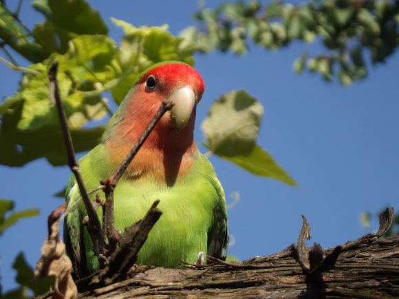 best pet birds