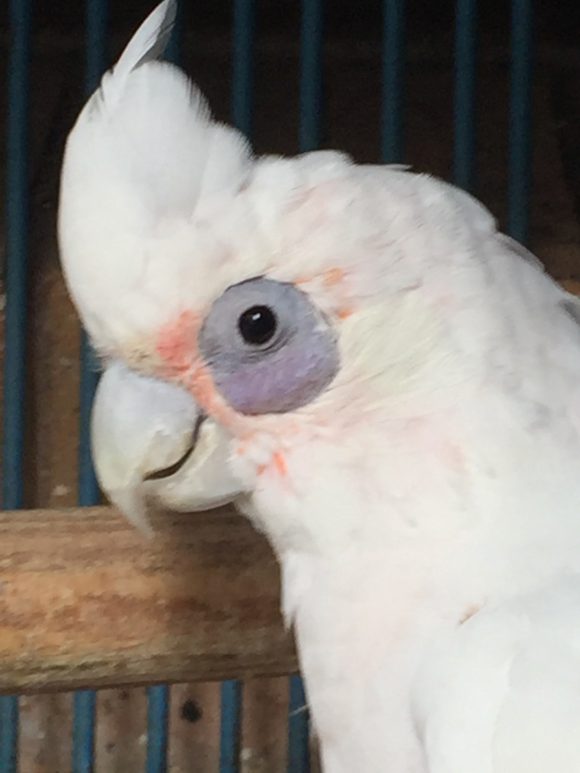 bare eyed cockatoo