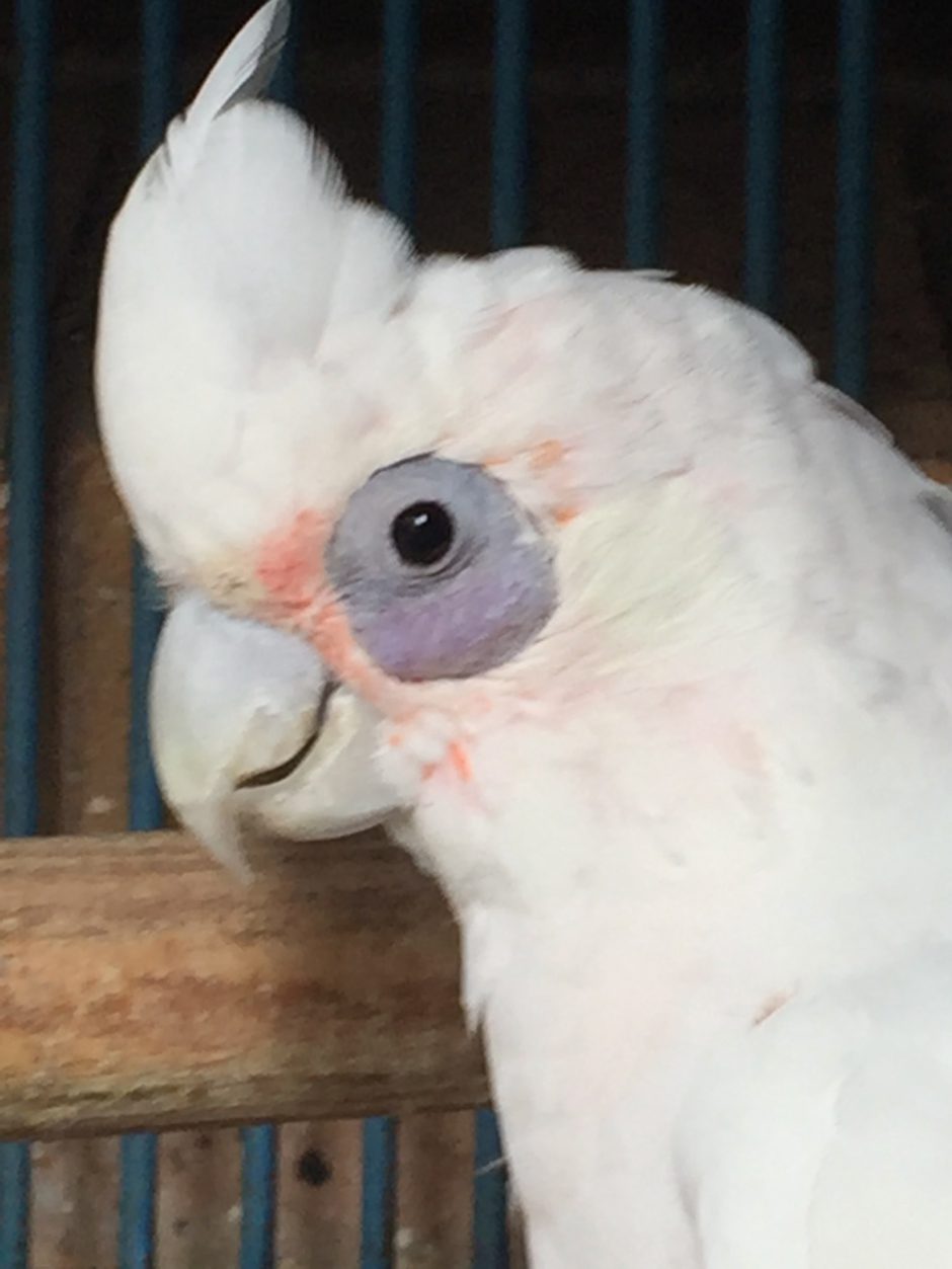bare eyed cockatoo shakes her head