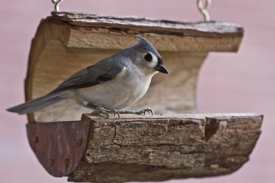 bird feeders