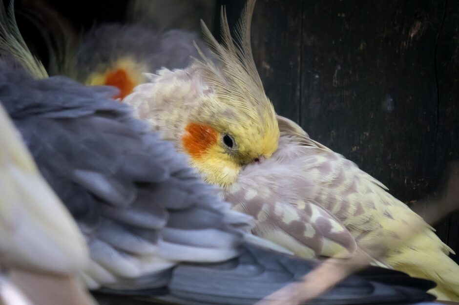 old cockatiel