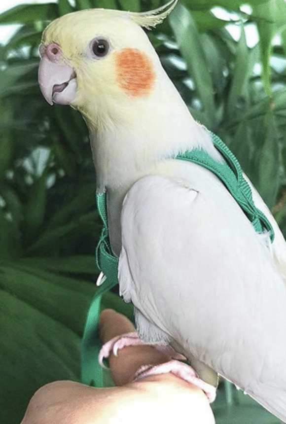 bird flight harness