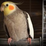 Metal Toxicity In Birds