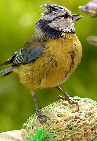 pet toys for birds