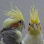 breeding cockatiels