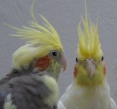 breeding cockatiels