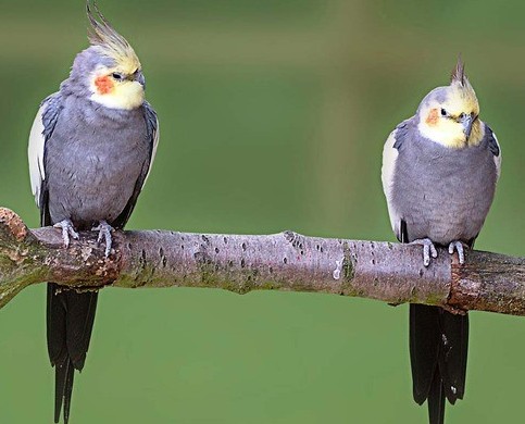 cockatiels mating ritual