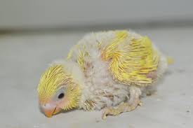 cockatiel chick