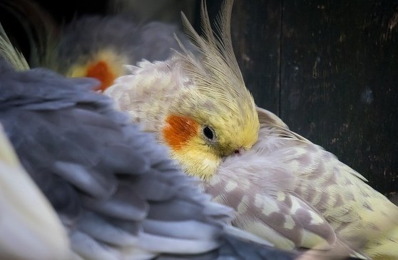 breeding cockatiels