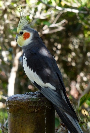 normal cockatiel