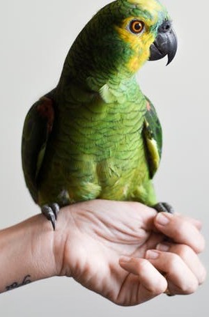 hand rearing birds
