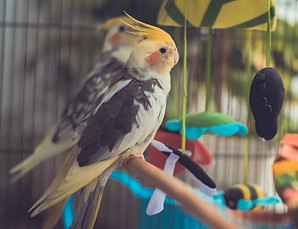 cockatiel chick