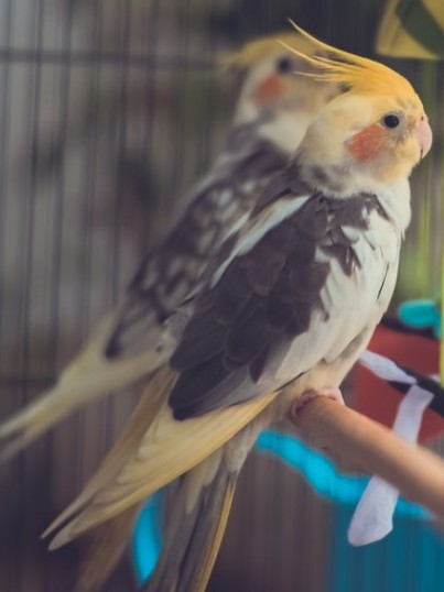 cockatielsの異なる色