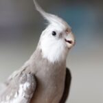 white nape cockatiel