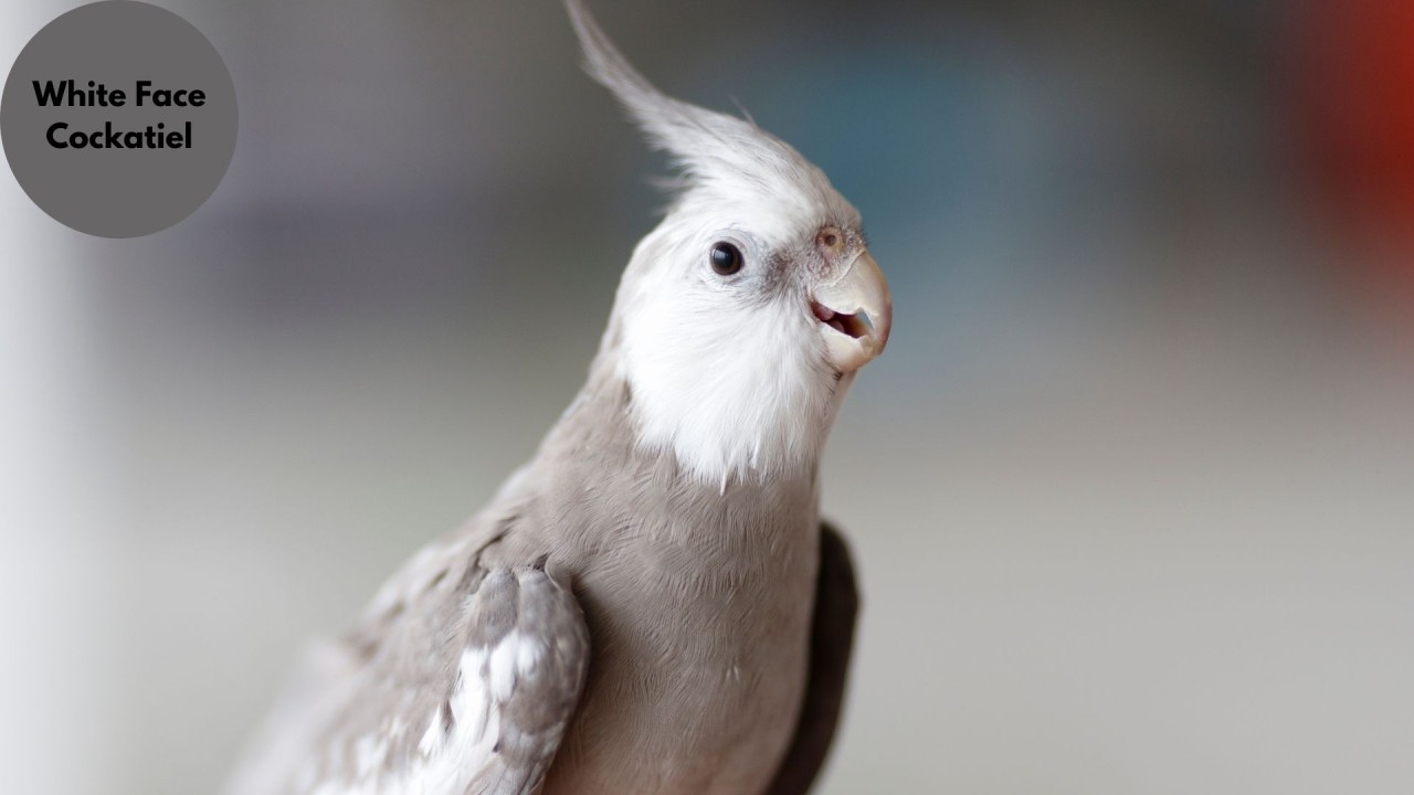 white nape cockatiel