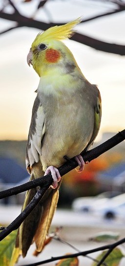 Cockatiels As Pets - Your Cockatiel And Pet Bird Encyclopedia