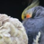 silver grey cockatiels