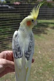 pied cockatiel