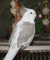 white nape cockatiel