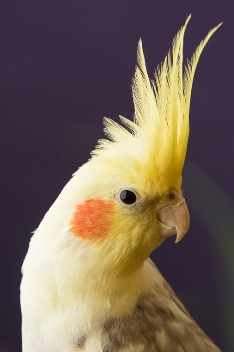 cockatiel illness symptoms