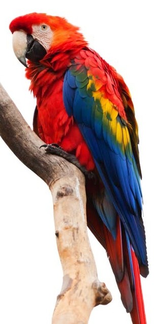 macaws as pets