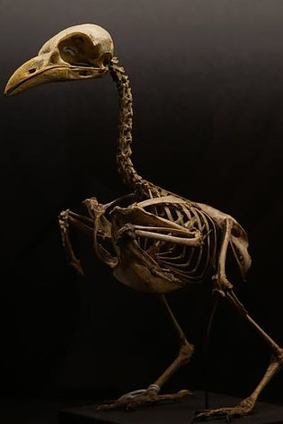 bird anatomy