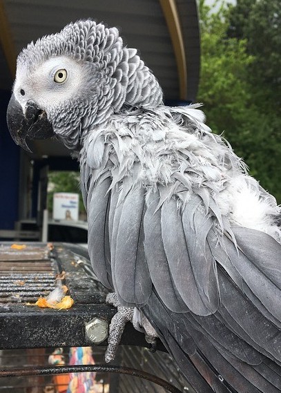 aging pet bird