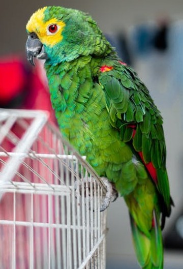 aspergillosis in birds