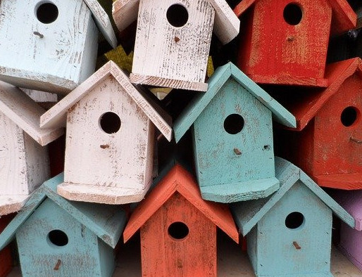 domesticated birds