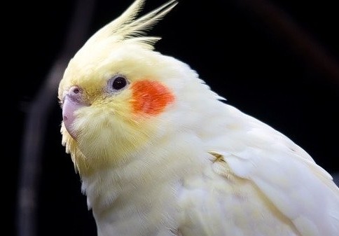 my pet birds