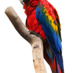 bird perches parrots