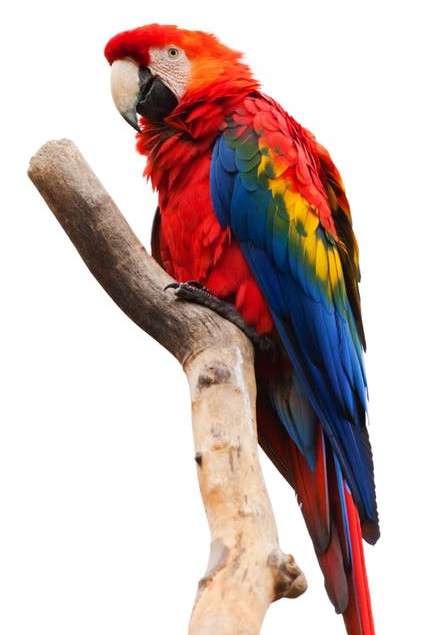bird perches parrots