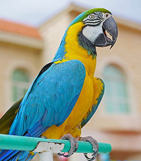 bird perches parrots