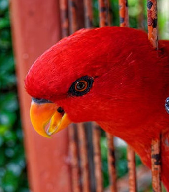 flight bird cages