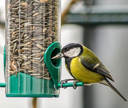 where to buy bird seed