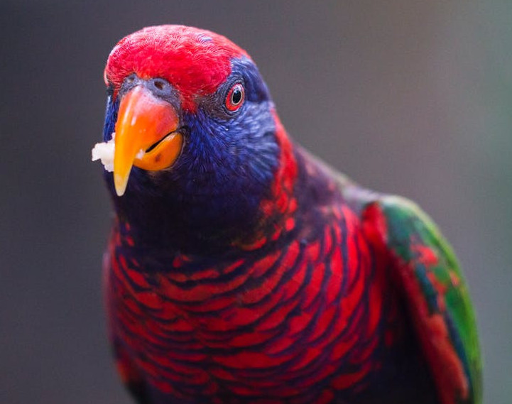 what do birds eat