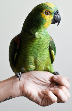 how to care for a pet bird