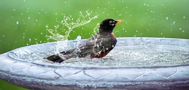 how to bathe your bird